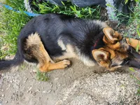 Chiquita1, a female German Shepherd Dog for sale in Hemet, CA – Photo 5 of 9