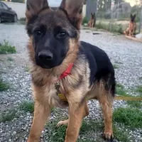 Chiquita1, a female German Shepherd Dog for sale in Hemet, CA – Photo 6 of 9