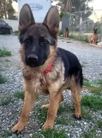 Chiquita1, a female German Shepherd Dog for sale in Hemet, CA – Photo 6 of 9