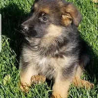 Puppy 2, a male German Shepherd Dog for sale in Hemet, CA – Photo 8 of 10