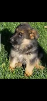 Puppy 2, a male German Shepherd Dog for sale in Hemet, CA – Photo 8 of 10
