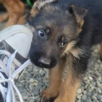 Puppy 2, a male German Shepherd Dog for sale in Hemet, CA – Photo 4 of 10