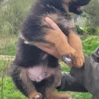 Puppy 2, a male German Shepherd Dog for sale in Hemet, CA – Photo 2 of 10