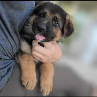 Puppy 2, a male German Shepherd Dog for sale in Hemet, CA – Photo 6 of 10