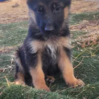 Puppy 2, a male German Shepherd Dog for sale in Hemet, CA – Photo 5 of 10