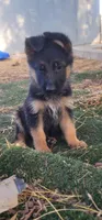 Puppy 2, a male German Shepherd Dog for sale in Hemet, CA – Photo 5 of 10