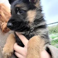 Puppy 2, a male German Shepherd Dog for sale in Hemet, CA – Photo 9 of 10