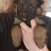Puppy 2, a male German Shepherd Dog for sale in Hemet, CA – Photo 10 of 10