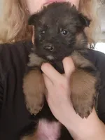 Puppy 2, a male German Shepherd Dog for sale in Hemet, CA – Photo 10 of 10