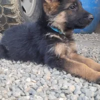 Puppy 2, a male German Shepherd Dog for sale in Hemet, CA – Photo 7 of 10