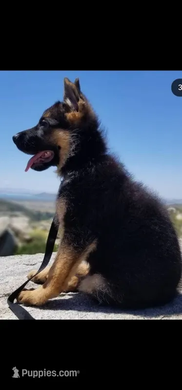 Monzon 266 – German Shepherd Dog puppy for sale in Hemet, CA