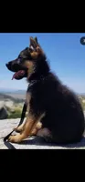 Monzon 500, a male German Shepherd Dog for sale in Hemet, CA – 1 of 9