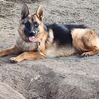 Baby baby, a female German Shepherd Dog for sale in Hemet, CA – Photo 1 of 3