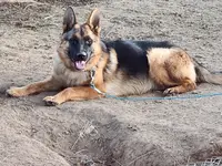 Baby baby, a female German Shepherd Dog for sale in Hemet, CA – Photo 1 of 3
