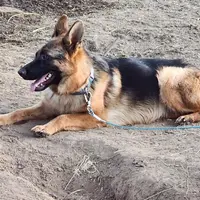 Baby baby, a female German Shepherd Dog for sale in Hemet, CA – Photo 3 of 3