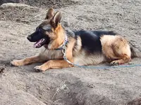 Baby baby, a female German Shepherd Dog for sale in Hemet, CA – Photo 3 of 3