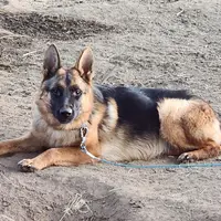 Baby baby, a female German Shepherd Dog for sale in Hemet, CA – Photo 2 of 3