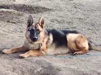 Baby baby, a female German Shepherd Dog for sale in Hemet, CA – Photo 2 of 3