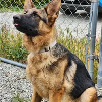 Chiquita 5, a female German Shepherd Dog for sale in Hemet, CA – Photo 7 of 9