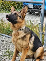 Chiquita 5, a female German Shepherd Dog for sale in Hemet, CA – Photo 7 of 9