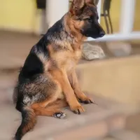 Chiquita 5, a female German Shepherd Dog for sale in Hemet, CA – Photo 4 of 9