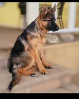 Chiquita 5, a female German Shepherd Dog for sale in Hemet, CA – Photo 4 of 9