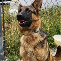 Chiquita 5, a female German Shepherd Dog for sale in Hemet, CA – Photo 9 of 9