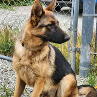 Chiquita 5, a female German Shepherd Dog for sale in Hemet, CA – Photo 8 of 9