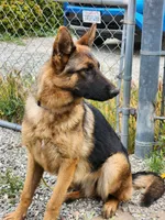 Chiquita 5, a female German Shepherd Dog for sale in Hemet, CA – Photo 8 of 9