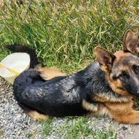 Chiquita 5, a female German Shepherd Dog for sale in Hemet, CA – Photo 2 of 9