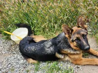 Chiquita 5, a female German Shepherd Dog for sale in Hemet, CA – Photo 2 of 9