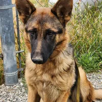 Chiquita 5, a female German Shepherd Dog for sale in Hemet, CA – Photo 6 of 9