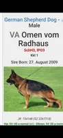 Puppy 303, a female German Shepherd Dog for sale in Hemet, CA – 3 of 8
