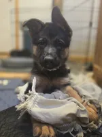 Puppy 345, a female German Shepherd Dog for sale in Hemet, CA – 3 of 8