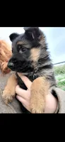 Puppy 200, a male German Shepherd Dog for sale in Hemet, CA – 2 of 8