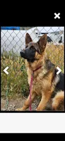 Blue girl, a female German Shepherd Dog for sale in Hemet, CA – 3 of 7