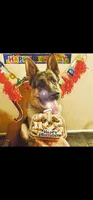 Puppy 200, a male German Shepherd Dog for sale in Hemet, CA – 5 of 8