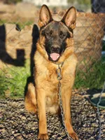German shepherd show 404, a female German Shepherd Dog for sale in Hemet, CA – 1 of 3