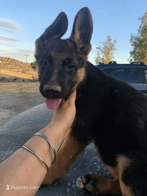 Puppy 303 – German Shepherd Dog puppy for sale in Hemet, CA