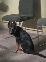Puppy 303, a female German Shepherd Dog for sale in Hemet, CA – 2 of 8