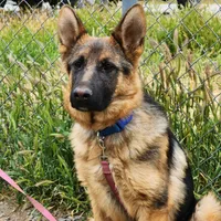 Chiquita 2, a female German Shepherd Dog for sale in Hemet, CA – Photo 2 of 8