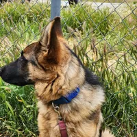 Chiquita 2, a female German Shepherd Dog for sale in Hemet, CA – Photo 5 of 8