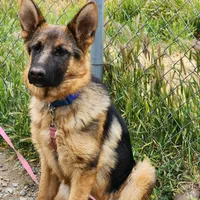 Chiquita 2, a female German Shepherd Dog for sale in Hemet, CA – Photo 1 of 8