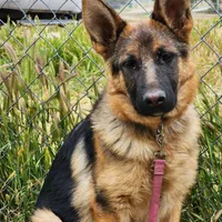 Chiquita 2, a female German Shepherd Dog for sale in Hemet, CA – Photo 8 of 8