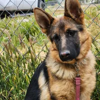 Chiquita 2, a female German Shepherd Dog for sale in Hemet, CA – Photo 7 of 8