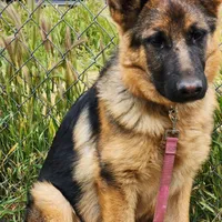 Chiquita 2, a female German Shepherd Dog for sale in Hemet, CA – Photo 4 of 8