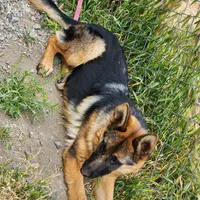 Chiquita 2, a female German Shepherd Dog for sale in Hemet, CA – Photo 6 of 8