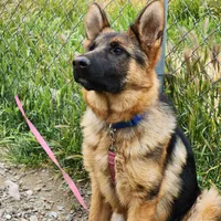 Chiquita 2, a female German Shepherd Dog for sale in Hemet, CA – Photo 3 of 8