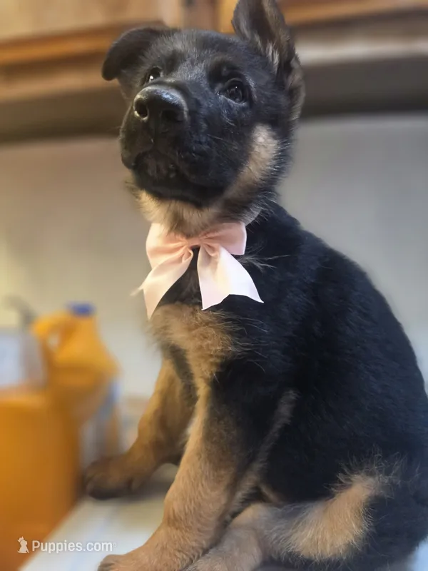 Puppy 123 – German Shepherd Dog puppy for sale in Hemet, CA