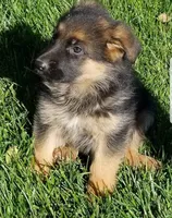 Puppy 200, a male German Shepherd Dog for sale in Hemet, CA – 7 of 8
